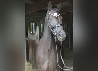 Deutsches Reitpony, Stute, 5 Jahre, 152 cm, Rappe
