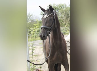 Deutsches Reitpony, Stute, 5 Jahre, 152 cm, Rappe