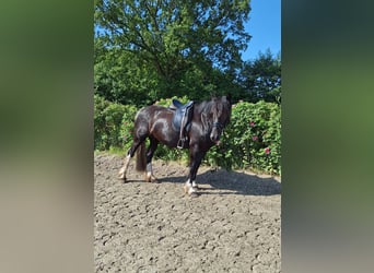 Deutsches Reitpony Mix, Stute, 5 Jahre, 152 cm, Schecke