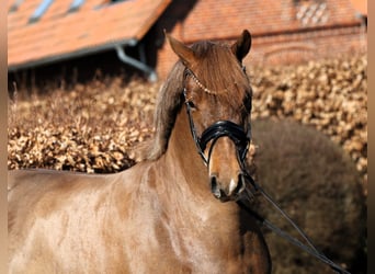 Deutsches Reitpony, Stute, 5 Jahre, 153 cm, Dunkelfuchs