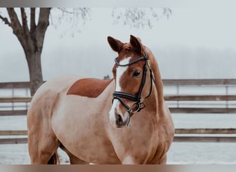 Deutsches Reitpony, Stute, 5 Jahre, 153 cm, Fuchs