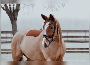 Deutsches Reitpony, Stute, 5 Jahre, 153 cm, Fuchs