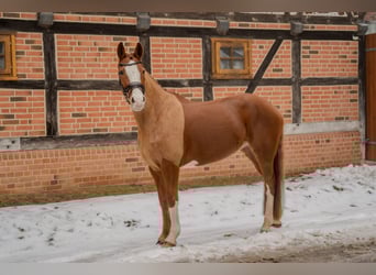 Deutsches Reitpony, Stute, 5 Jahre, 153 cm, Fuchs