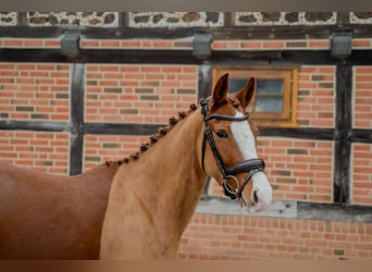 Deutsches Reitpony, Stute, 5 Jahre, 153 cm, Fuchs
