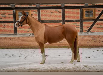 Deutsches Reitpony, Stute, 5 Jahre, 153 cm, Fuchs