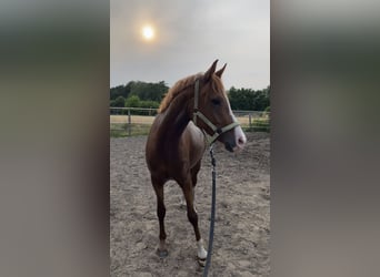 Deutsches Reitpony, Stute, 5 Jahre, 153 cm, Fuchs