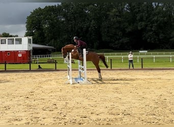 Deutsches Reitpony, Stute, 5 Jahre, 153 cm, Fuchs