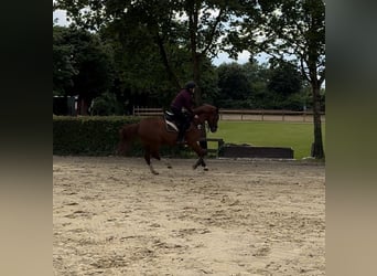 Deutsches Reitpony, Stute, 5 Jahre, 153 cm, Fuchs