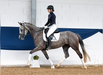 Deutsches Reitpony, Stute, 5 Jahre, 153 cm, Schimmel