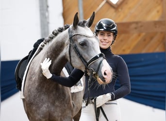Deutsches Reitpony, Stute, 5 Jahre, 153 cm, Schimmel