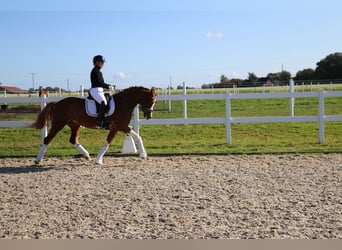 Deutsches Reitpony, Stute, 5 Jahre, 154 cm, Fuchs