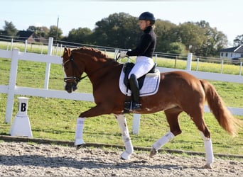 Deutsches Reitpony, Stute, 5 Jahre, 154 cm, Fuchs