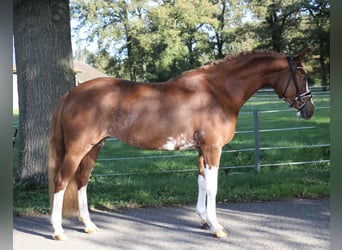 Deutsches Reitpony, Stute, 5 Jahre, 154 cm, Fuchs