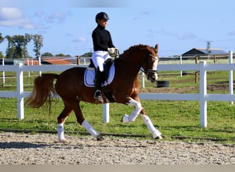 Deutsches Reitpony, Stute, 5 Jahre, 154 cm, Fuchs