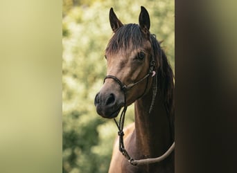 Deutsches Reitpony Mix, Stute, 5 Jahre, 155 cm, Buckskin