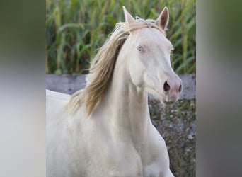 Deutsches Reitpony, Stute, 5 Jahre, 155 cm, Cremello