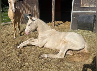 Deutsches Reitpony, Stute, 5 Jahre, 155 cm, Perlino