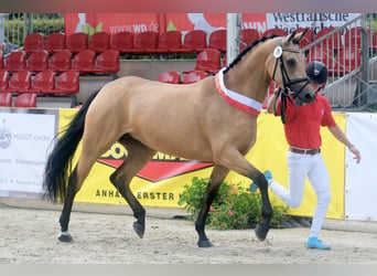 Deutsches Reitpony, Stute, 5 Jahre, 156 cm, Buckskin