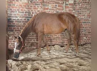 Deutsches Reitpony, Stute, 5 Jahre, 157 cm, Fuchs