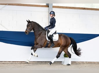 Deutsches Reitpony, Stute, 5 Jahre, 163 cm, Dunkelbrauner