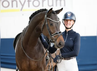 Deutsches Reitpony, Stute, 5 Jahre, 163 cm, Dunkelbrauner