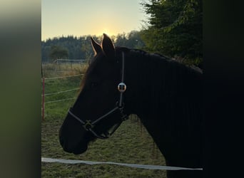Deutsches Reitpony, Stute, 5 Jahre, 165 cm, Rappe
