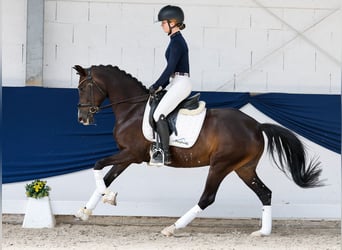 Deutsches Reitpony, Stute, 5 Jahre, Brauner