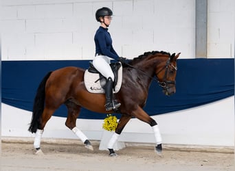 Deutsches Reitpony, Stute, 5 Jahre, Brauner