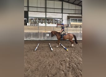 Deutsches Reitpony, Stute, 5 Jahre