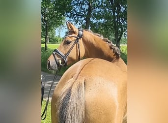 Deutsches Reitpony, Stute, 5 Jahre, Falbe