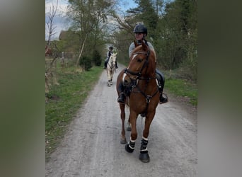 Deutsches Reitpony Mix, Stute, 5 Jahre, Fuchs
