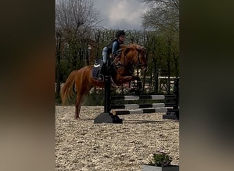 Deutsches Reitpony Mix, Stute, 5 Jahre, Fuchs