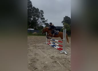 Deutsches Reitpony Mix, Stute, 5 Jahre, Fuchs