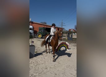 Deutsches Reitpony Mix, Stute, 5 Jahre, Fuchs