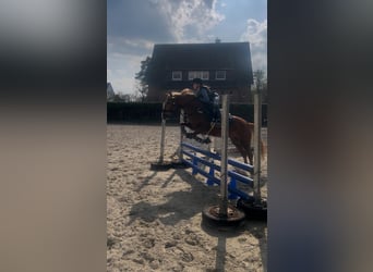 Deutsches Reitpony Mix, Stute, 5 Jahre, Fuchs