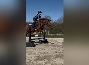 Deutsches Reitpony Mix, Stute, 5 Jahre, Fuchs