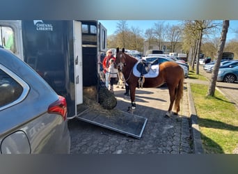 Deutsches Reitpony Mix, Stute, 5 Jahre, Fuchs