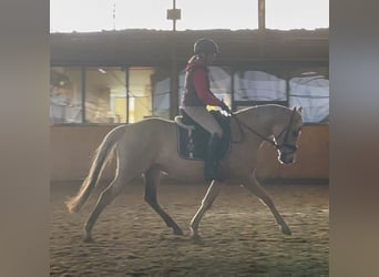 Deutsches Reitpony, Stute, 5 Jahre, Palomino