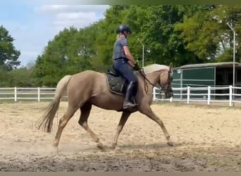 Deutsches Reitpony, Stute, 5 Jahre, Palomino