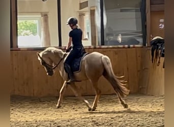 Deutsches Reitpony, Stute, 5 Jahre, Palomino