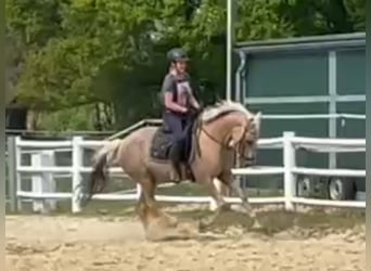 Deutsches Reitpony, Stute, 5 Jahre, Palomino