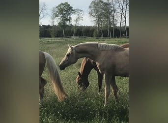 Deutsches Reitpony, Stute, 5 Jahre, Palomino
