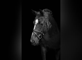 Deutsches Reitpony, Stute, 5 Jahre, Rappe