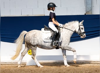 Deutsches Reitpony, Stute, 6 Jahre, 121 cm, Schimmel