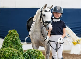 Deutsches Reitpony, Stute, 6 Jahre, 121 cm, Schimmel