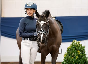 Deutsches Reitpony, Stute, 6 Jahre, 133 cm, Rappe