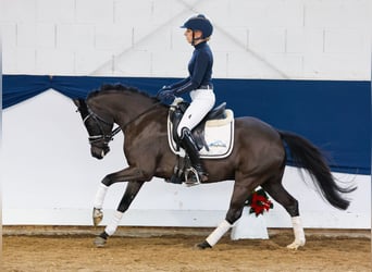 Deutsches Reitpony, Stute, 6 Jahre, 133 cm, Rappe