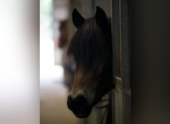 Deutsches Reitpony, Stute, 6 Jahre, 135 cm, Brauner