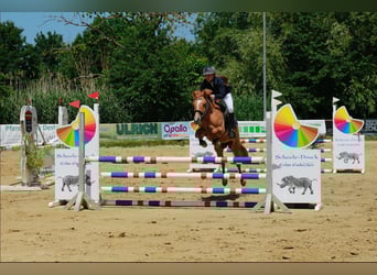 Deutsches Reitpony, Stute, 6 Jahre, 138 cm, Falbe
