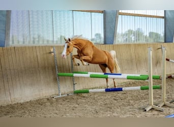 Deutsches Reitpony, Stute, 6 Jahre, 140 cm, Palomino